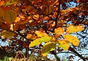 Alla Madonnina del Costone (1195 m) in veste autunnale da Salmezza-21ott24 - FOTOGALLERY